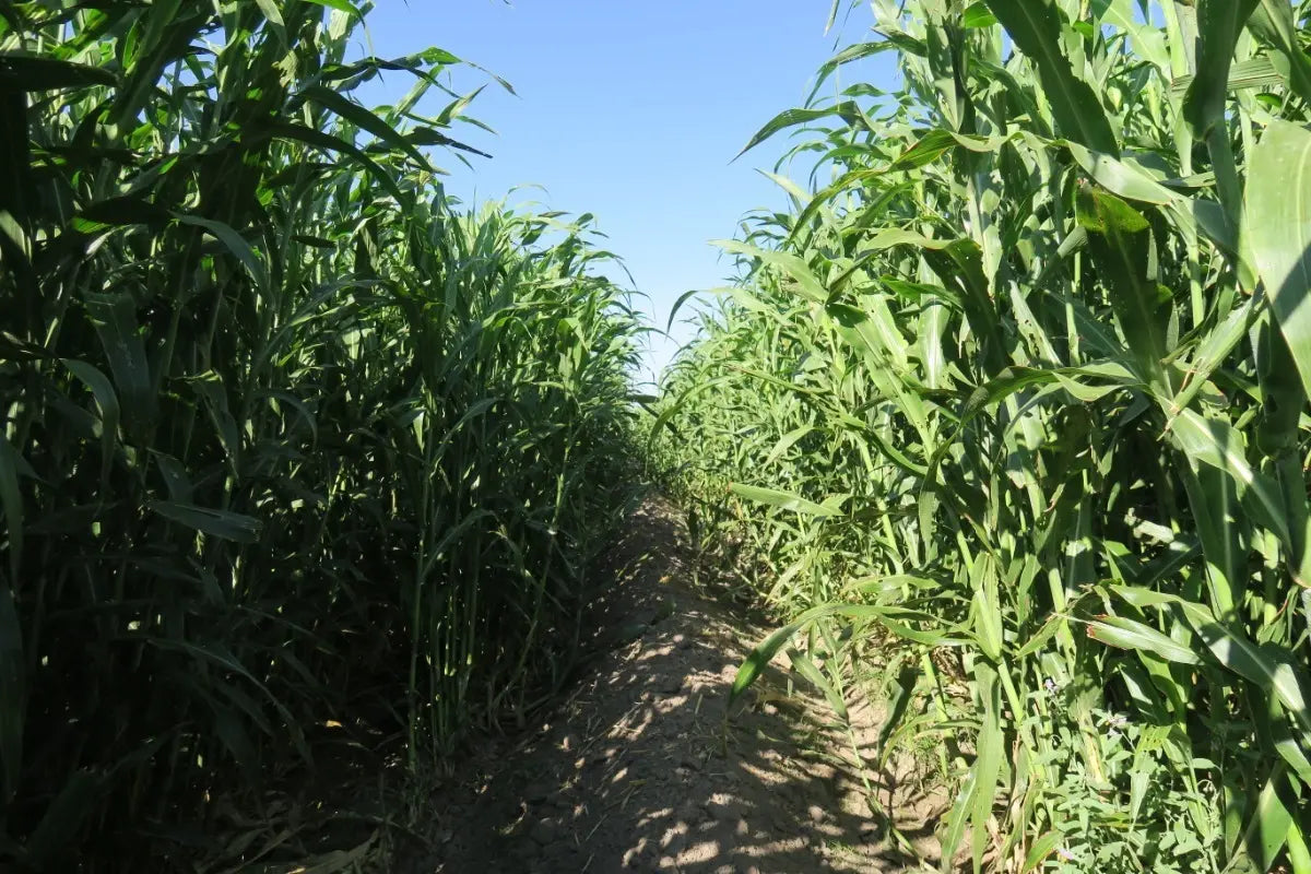 1 KG Semilla Super Sorgo Se19 Para 1.3 Ha Hasta 300 Tons/ha