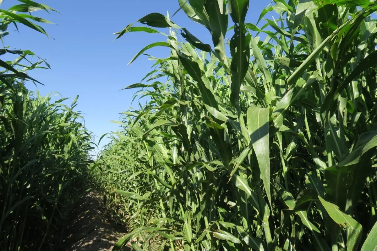 1 KG Semilla Super Sorgo Se19 Para 1.3 Ha Hasta 300 Tons/ha