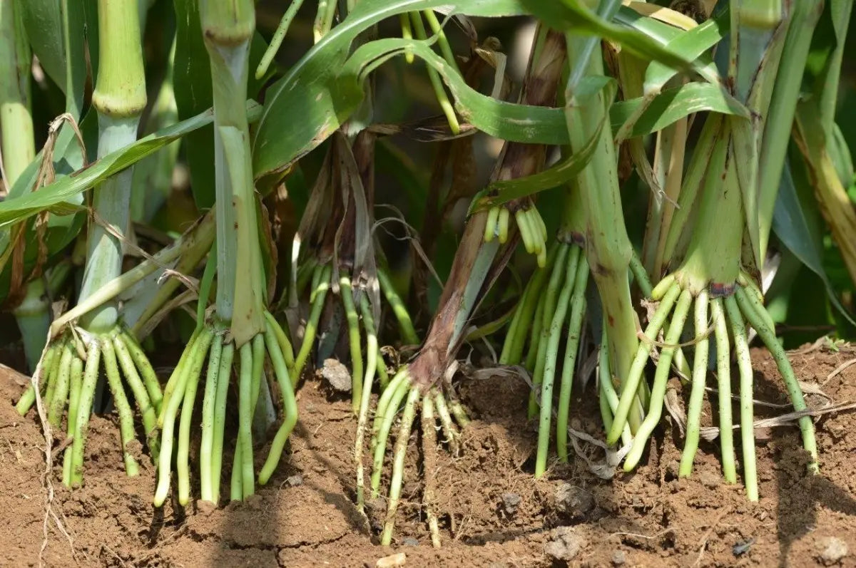 1 KG Semilla Super Sorgo Se19 Para 1.3 Ha Hasta 300 Tons/ha