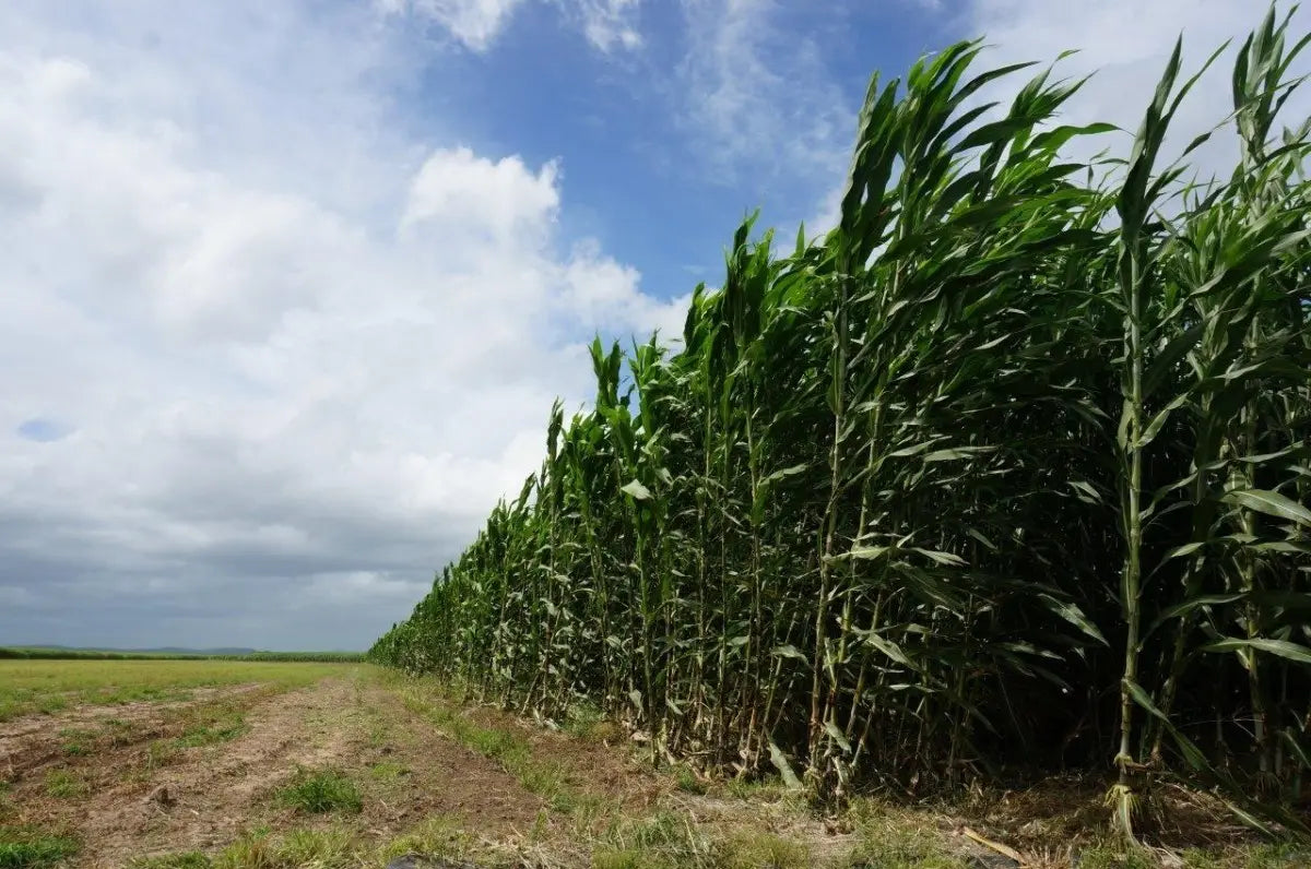 1 KG Semilla Super Sorgo Se19 Para 1.3 Ha Hasta 300 Tons/ha