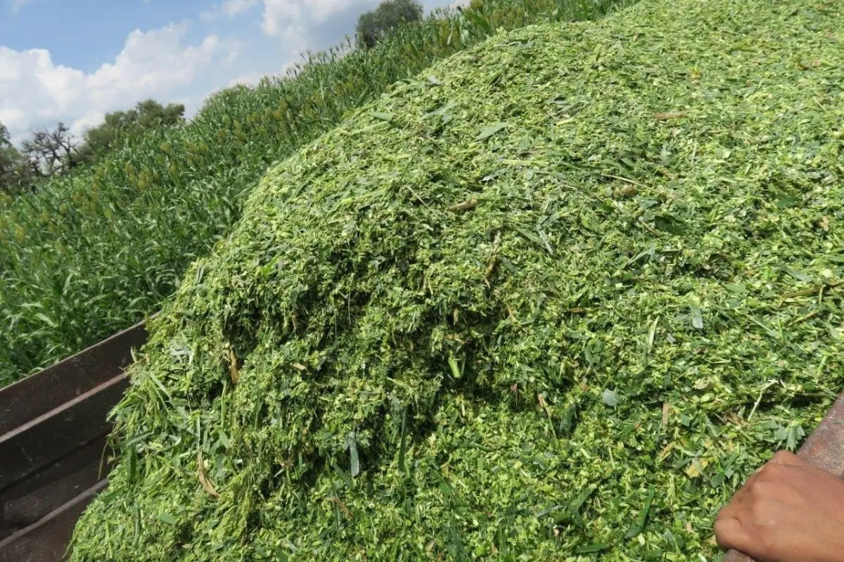 1 KG Semilla Super Sorgo Se19 Para 1.3 Ha Hasta 300 Tons/ha