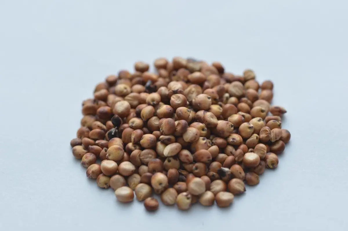 1 KG Semilla Super Sorgo Se19 Para 1.3 Ha Hasta 300 Tons/ha